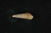 藏品(錐蜷)的圖片
